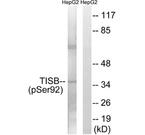 Western Blot - Anti-TISB (phospho Ser92) Antibody (A1184) - Antibodies.com