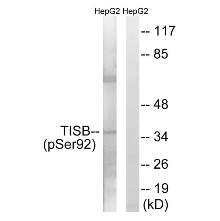 Western Blot - Anti-TISB (phospho Ser92) Antibody (A1184) - Antibodies.com