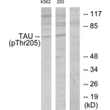 Western Blot - Anti-Tau (phospho Thr205) Antibody (A7245) - Antibodies.com
