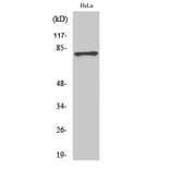 Western Blot - Anti-Tau (phospho Ser404) Antibody (A7242) - Antibodies.com