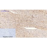 Immunohistochemistry - Anti-Tau (phospho Ser396) Antibody (A7241) - Antibodies.com