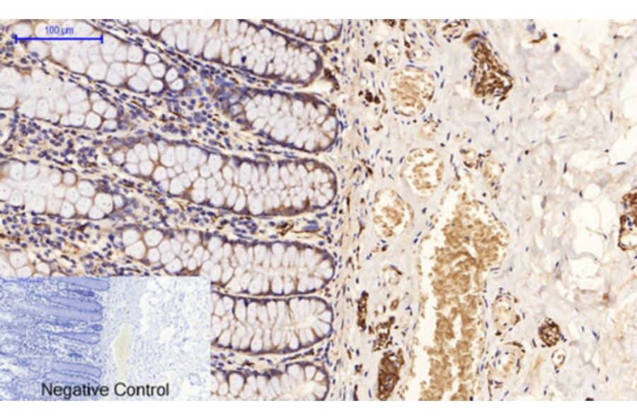 Immunohistochemistry - Anti-Tau (phospho Ser396) Antibody (A7241) - Antibodies.com