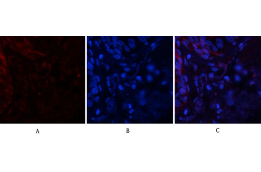 Immunofluorescence - Anti-Tau (phospho Ser396) Antibody (A7241) - Antibodies.com
