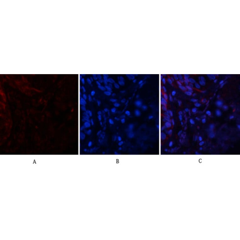 Immunofluorescence - Anti-Tau (phospho Ser396) Antibody (A7241) - Antibodies.com