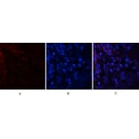 Immunofluorescence - Anti-Tau (phospho Ser396) Antibody (A7241) - Antibodies.com