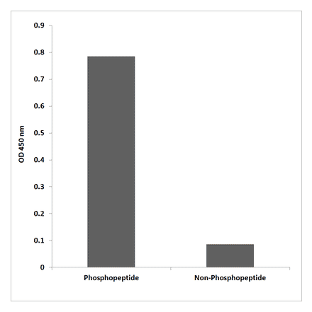 ELISA - Anti-Tau (phospho Ser396) Antibody (P12-1188) - Antibodies.com
