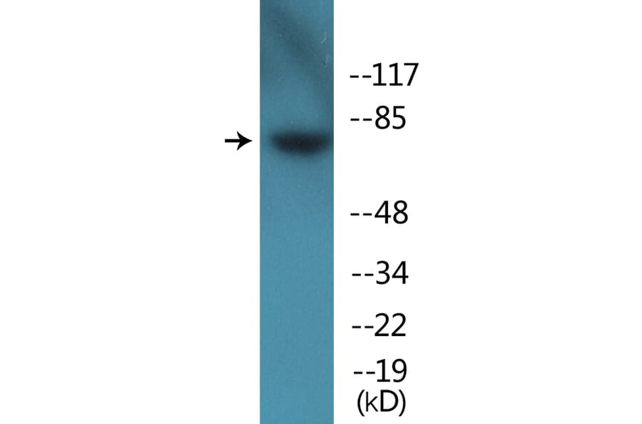 Western Blot - Anti-Tau (phospho Ser262) Antibody (P12-1187) - Antibodies.com