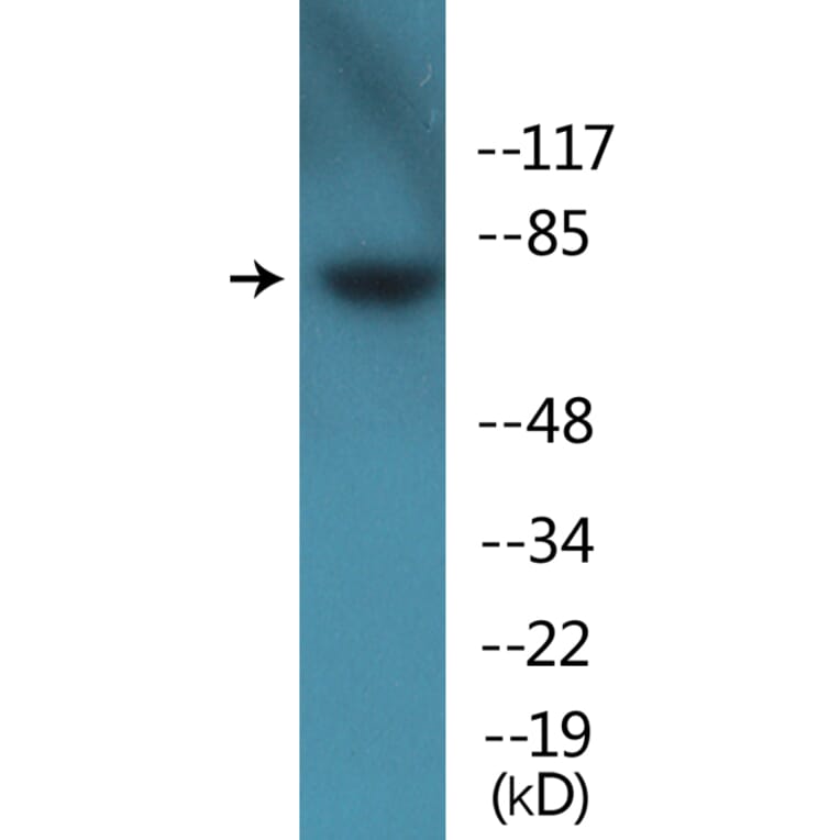 Western Blot - Anti-Tau (phospho Ser262) Antibody (P12-1187) - Antibodies.com