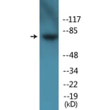 Western Blot - Anti-Tau (phospho Ser262) Antibody (P12-1187) - Antibodies.com