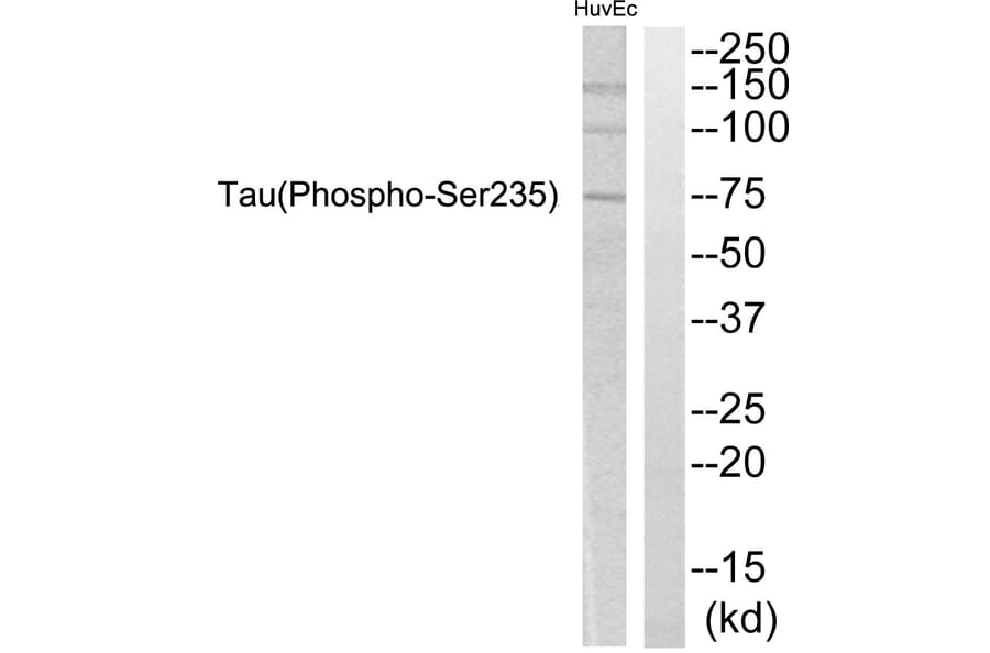 Western Blot - Anti-Tau (phospho Ser235) Antibody (A7238) - Antibodies.com