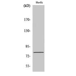 Western Blot - Anti-Tau (phospho Ser235) Antibody (A7238) - Antibodies.com
