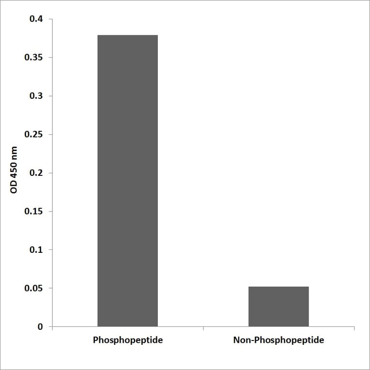 ELISA - Anti-Src (phospho Tyr216) Antibody (P12-1180) - Antibodies.com