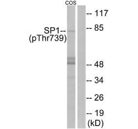 Western Blot - Anti-SP1 (phospho Thr739) Antibody (A7218) - Antibodies.com