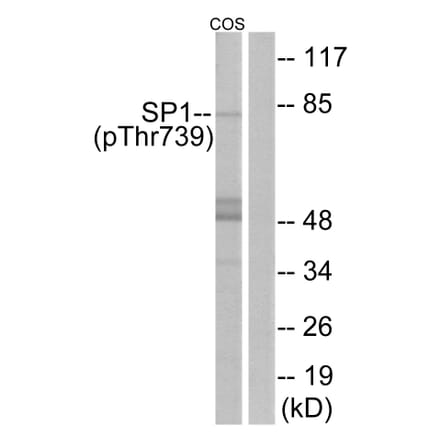 Western Blot - Anti-SP1 (phospho Thr739) Antibody (A7218) - Antibodies.com