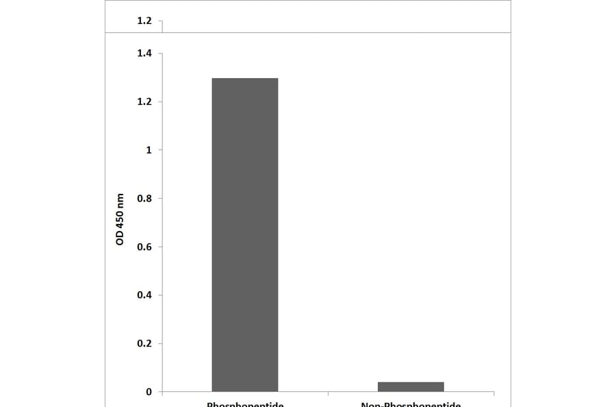 ELISA - Anti-SP1 (phospho Thr739) Antibody (P12-1179) - Antibodies.com