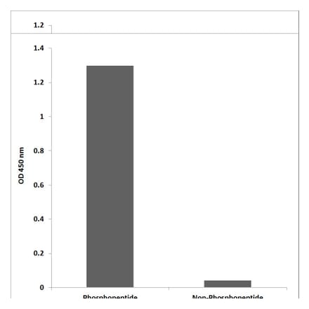 ELISA - Anti-SP1 (phospho Thr739) Antibody (P12-1179) - Antibodies.com