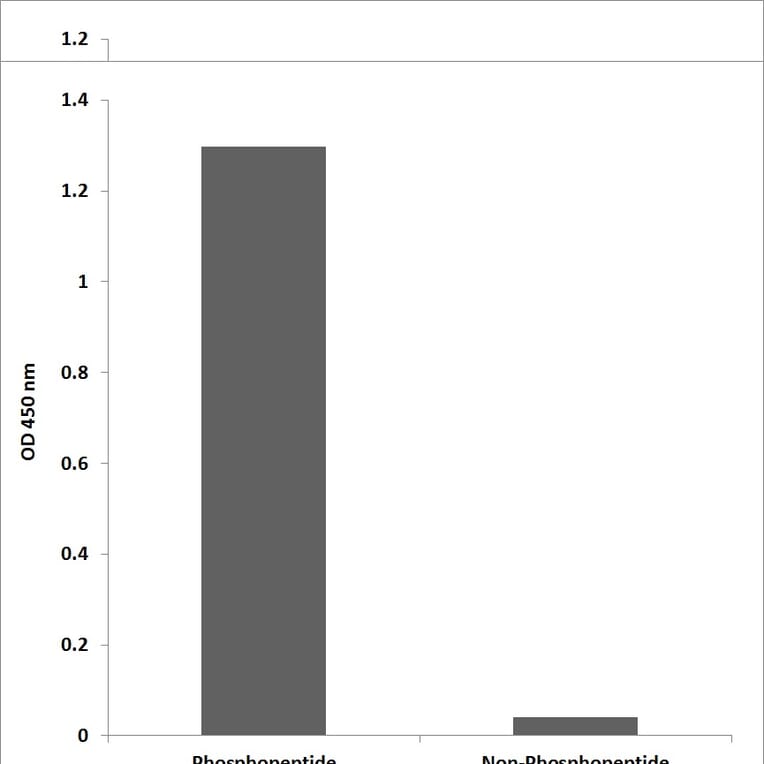 ELISA - Anti-SP1 (phospho Thr739) Antibody (P12-1179) - Antibodies.com