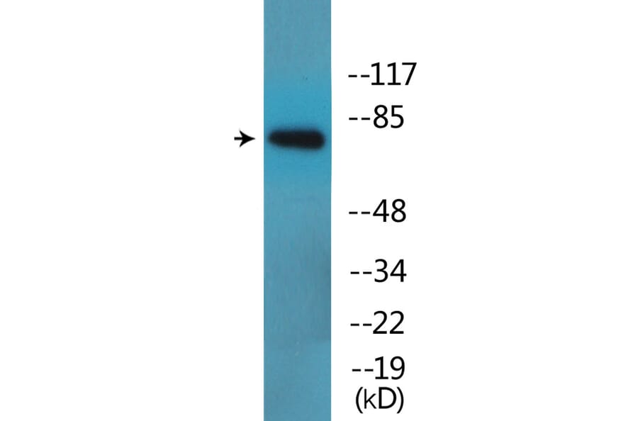 Western Blot - Anti-SP1 (phospho Thr739) Antibody (P12-1179) - Antibodies.com