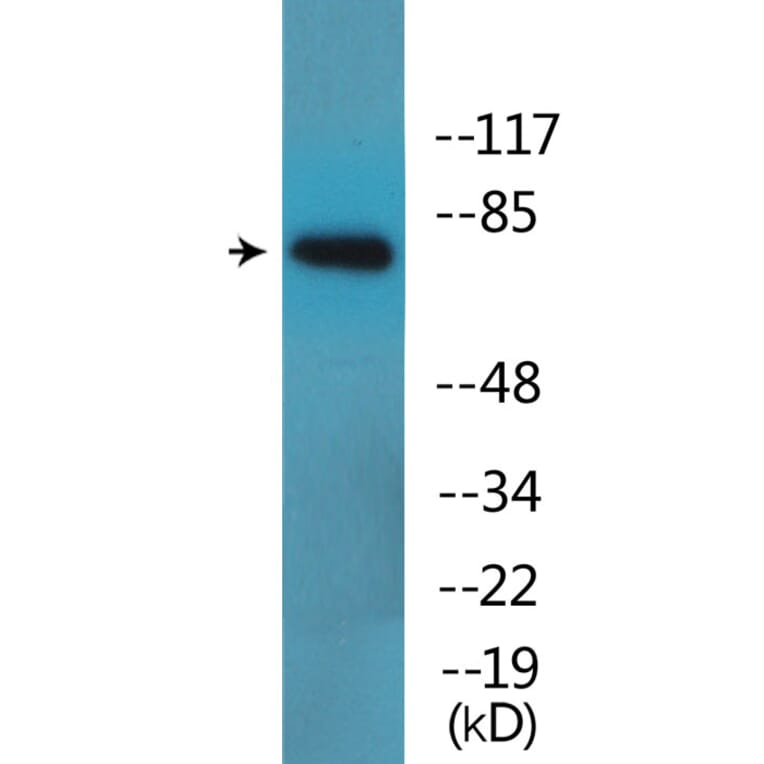 Western Blot - Anti-SP1 (phospho Thr739) Antibody (P12-1179) - Antibodies.com