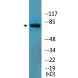 Western Blot - Anti-SP1 (phospho Thr739) Antibody (P12-1179) - Antibodies.com