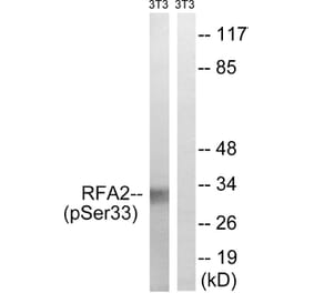 Western Blot - Anti-RFA2 (phospho Ser33) Antibody (A8411) - Antibodies.com