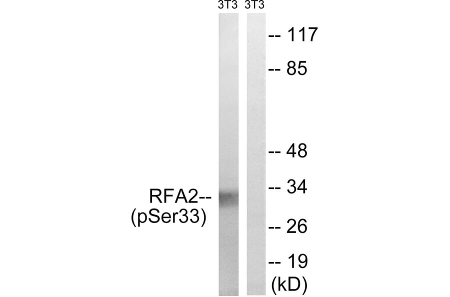 Western Blot - Anti-RFA2 (phospho Ser33) Antibody (A8411) - Antibodies.com