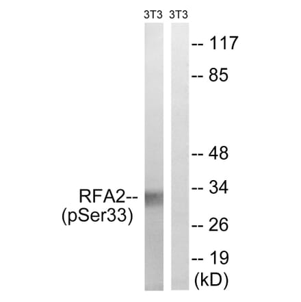 Western Blot - Anti-RFA2 (phospho Ser33) Antibody (A8411) - Antibodies.com