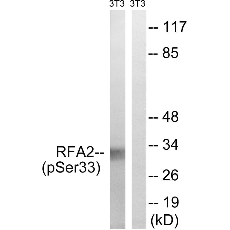 Western Blot - Anti-RFA2 (phospho Ser33) Antibody (A8411) - Antibodies.com