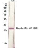 Western Blot - Anti-RFA2 (phospho Ser33) Antibody (A8411) - Antibodies.com