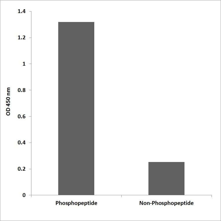ELISA - Anti-RFA2 (phospho Ser33) Antibody (P12-1172) - Antibodies.com