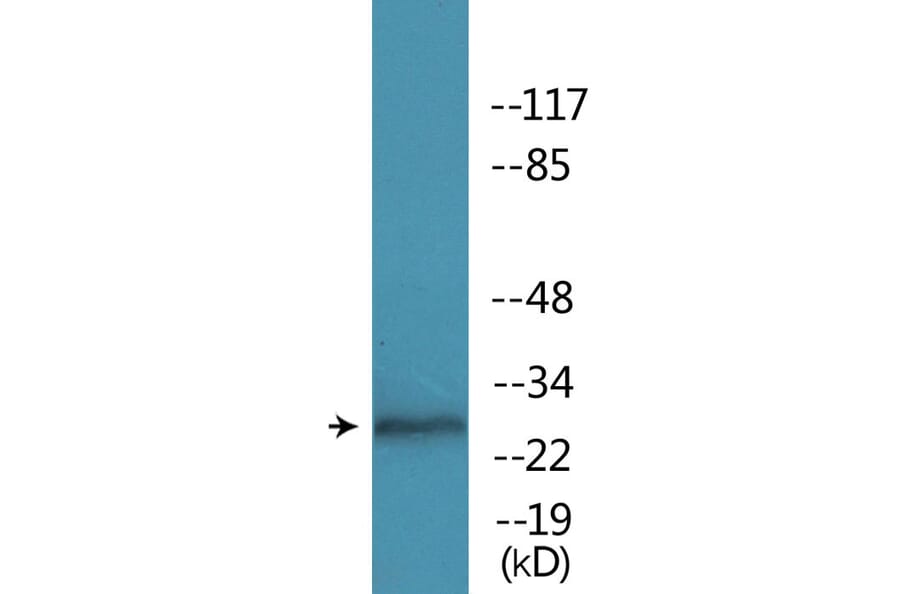 Western Blot - Anti-RFA2 (phospho Ser33) Antibody (P12-1172) - Antibodies.com