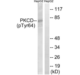 Western Blot - Anti-PKCD (phospho Tyr64) Antibody (A8171) - Antibodies.com