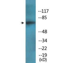 Western Blot - Anti-PKCD (phospho Tyr64) Antibody (P12-1167) - Antibodies.com