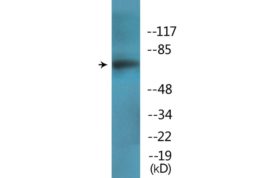 Western Blot - Anti-PKCD (phospho Tyr64) Antibody (P12-1167) - Antibodies.com