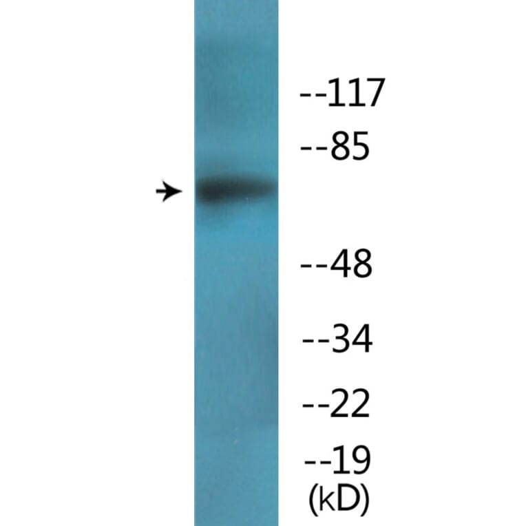 Western Blot - Anti-PKCD (phospho Tyr64) Antibody (P12-1167) - Antibodies.com