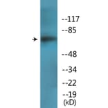 Western Blot - Anti-PKCD (phospho Tyr64) Antibody (P12-1167) - Antibodies.com