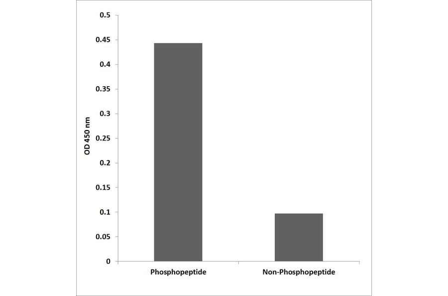 ELISA - Anti-PKCD (phospho Tyr64) Antibody (P12-1167) - Antibodies.com
