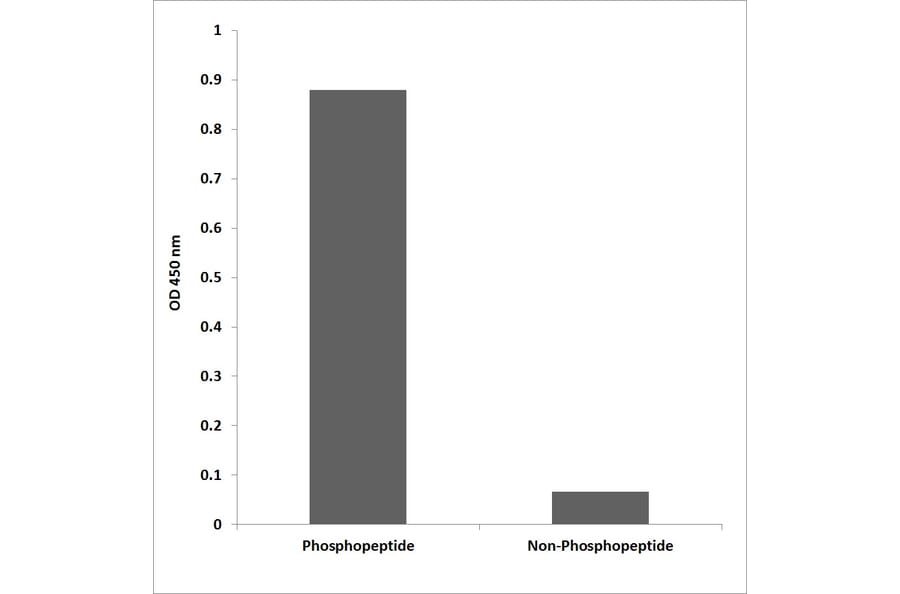 ELISA - Anti-NPM (phospho Thr234) Antibody (P12-1156) - Antibodies.com