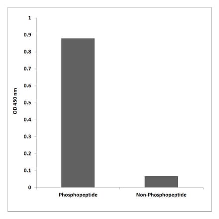 ELISA - Anti-NPM (phospho Thr234) Antibody (P12-1156) - Antibodies.com