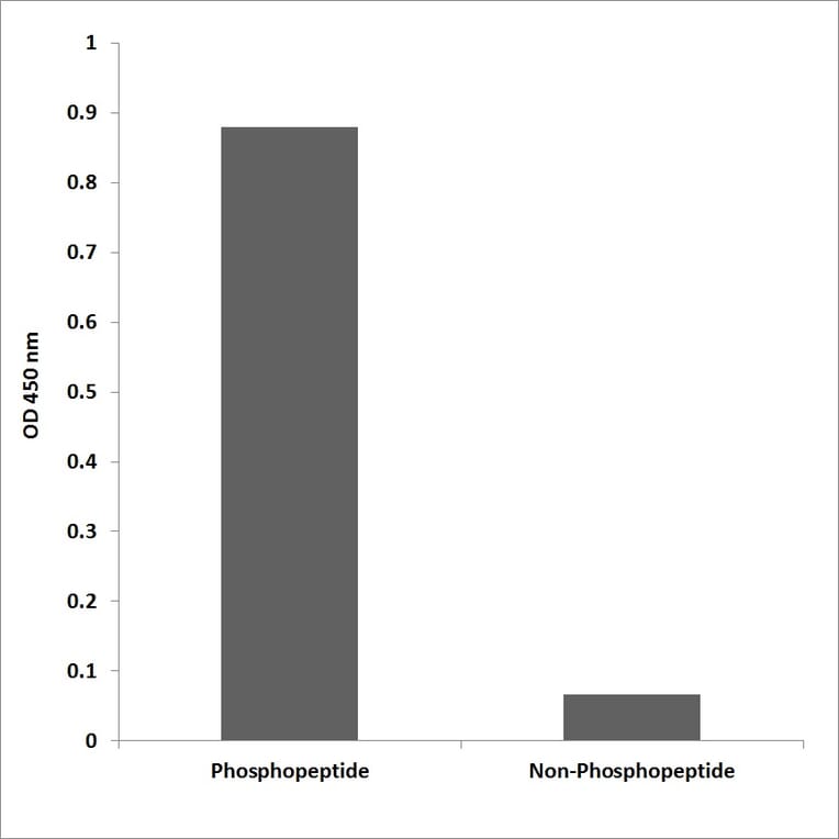 ELISA - Anti-NPM (phospho Thr234) Antibody (P12-1156) - Antibodies.com