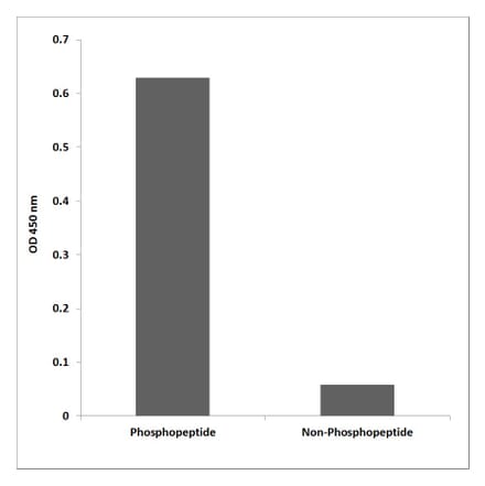 ELISA - Anti-Lyn (phospho Tyr508) Antibody (P12-1035) - Antibodies.com