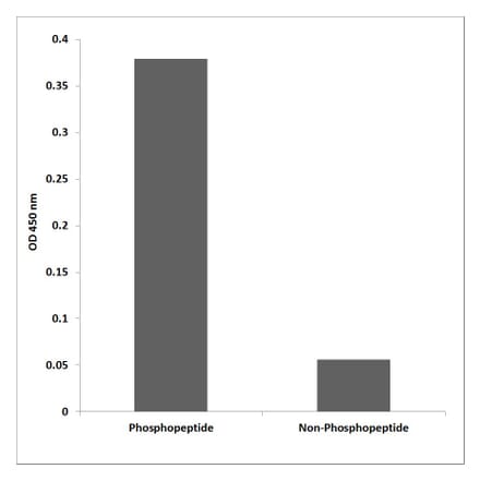 ELISA - Anti-Lck (phospho Tyr393) Antibody (P12-1136) - Antibodies.com