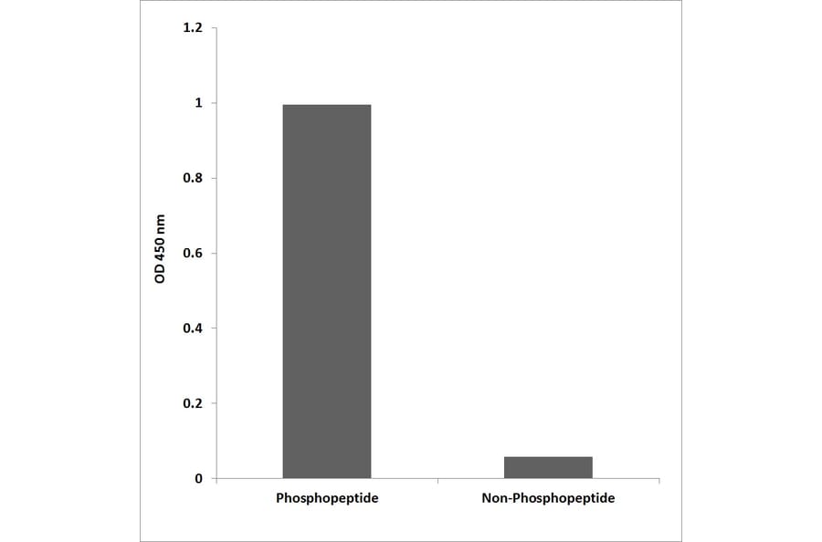 ELISA - Anti-LAT (phospho Tyr220) Antibody (P12-1031) - Antibodies.com