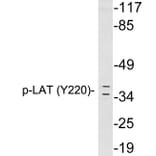 Western Blot - Anti-LAT (phospho Tyr220) Antibody (P12-1031) - Antibodies.com