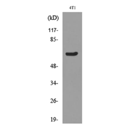 Western Blot - Anti-Ku70 (acetyl Lys331) Antibody (D12142) - Antibodies.com