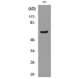 Western Blot - Anti-Ku70 (acetyl Lys331) Antibody (D12142) - Antibodies.com