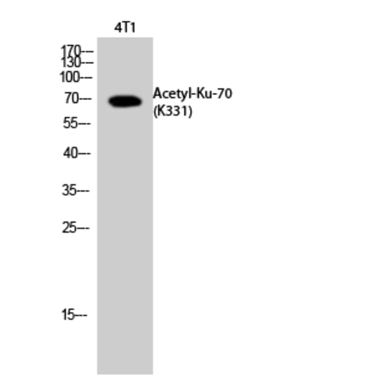 Western Blot - Anti-Ku70 (acetyl Lys331) Antibody (D12142) - Antibodies.com