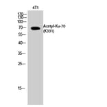 Western Blot - Anti-Ku70 (acetyl Lys331) Antibody (D12142) - Antibodies.com