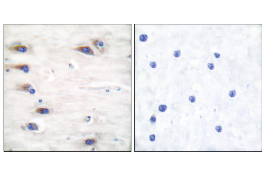 Immunohistochemistry - Anti-KSR (phospho Ser392) Antibody (A0075) - Antibodies.com