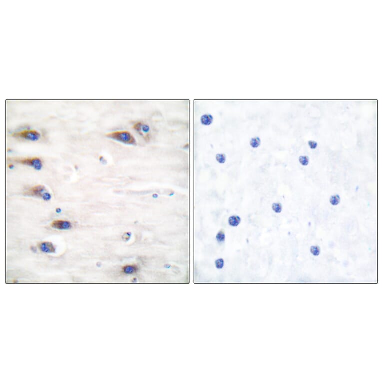 Immunohistochemistry - Anti-KSR (phospho Ser392) Antibody (A0075) - Antibodies.com
